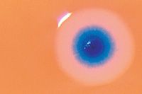 Foto: Foto: Science/AAAS