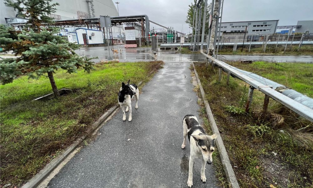 Die einzigartige DNA der halbwilden Hunde von Tschernobyl