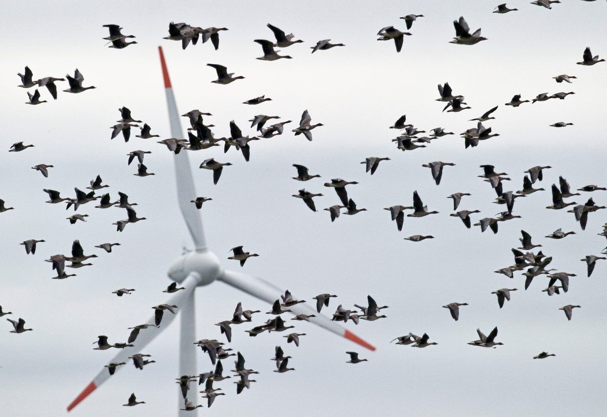 Windräder beeinflussen Zusammensetzung der Fauna enorm - Natur ...