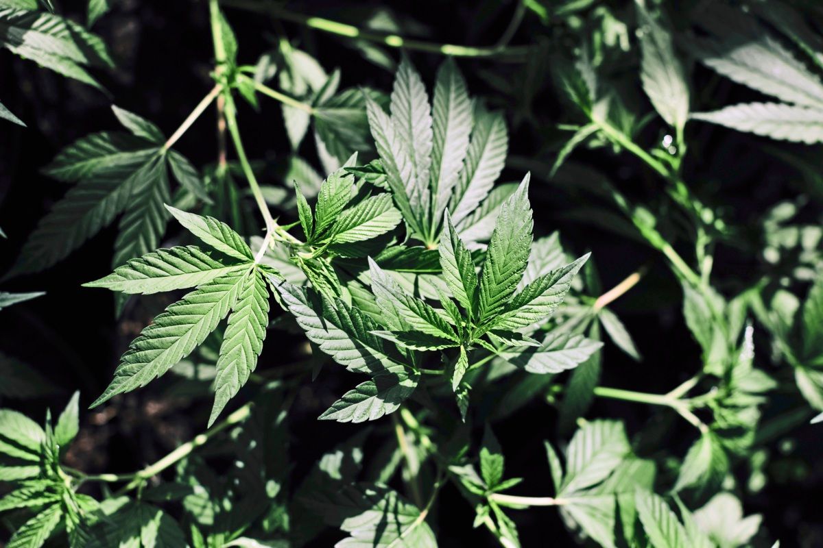 HanfamaGründer "Österreich könnte mit Cannabis das Pensionssystem