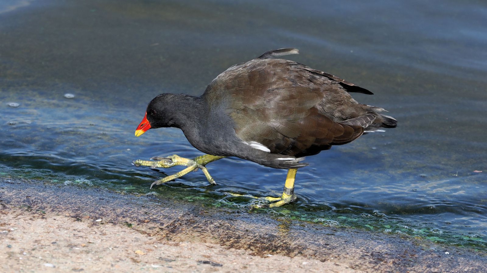 Das Bild zeigt einen dunkel gefärbten Vogel, der durch das seichte Ufer einer Wasserfläche watet. Der Schnabel ist leuchtend rot und hat eine gelbe Spitze. Die gelben Füße scheinen übergroß. Es handelt sich um ein Moorhuhn.