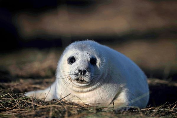 Medizinisch-interessant-Robbenmilch-ist-gehaltvoller-als-menschliche-Muttermilch