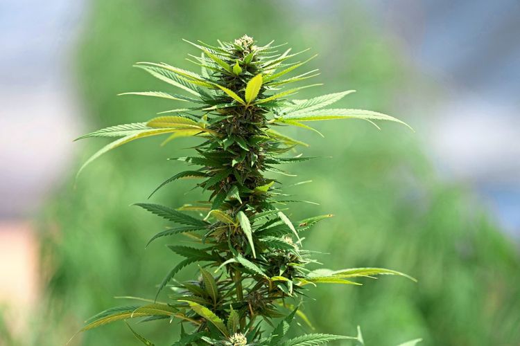 Cannabis in der Medizin: Viele Vorurteile, wenige Studien - Gesundheit -  derStandard.de › Wissen und Gesellschaft