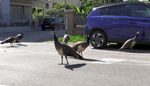 Adria-Urlaubsort Punta Marina klagt über Pfauen-Invasion