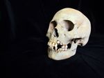 Die Pest war vor 5500 Jahren tödlicher als gedacht e5f80b84 ac1a 4d5a 927c bc821ccedafa