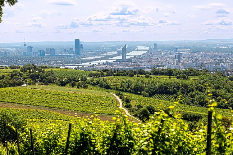 Blick auf Wien