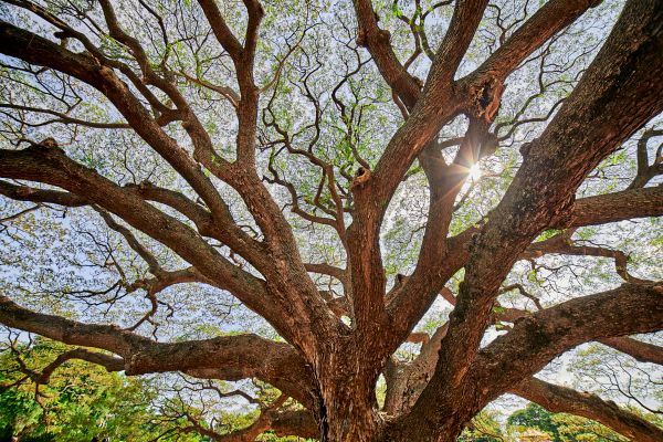 Der-heilige-Gral-der-Energiewende-Sonnenkraft-nutzen-wie-die-Bl-tter-im-Wald