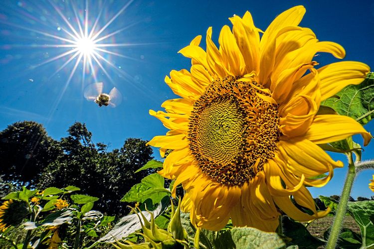 Photosynthese Sonnenblume Sonne