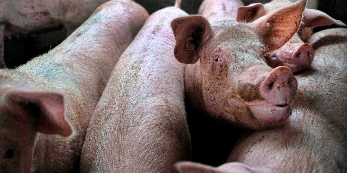 Ermittlungen Wegen Tierquälerei Gegen Schweinemastbetrieb In Niederösterreich Österreich 6949