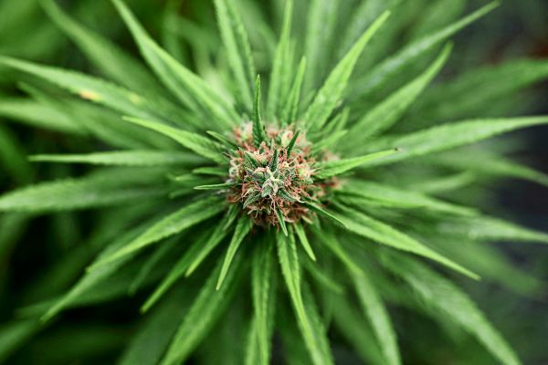 Kampf-um-Cannabis-Ist-es-nicht-besser-die-Kuh-zu-melken-als-sie-zu-schlachten-