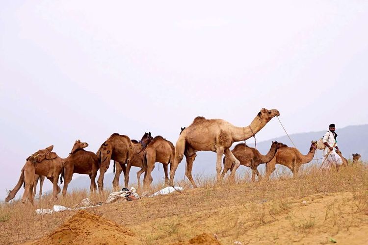 Kamele, Ausstellung