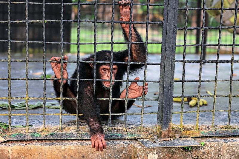 Polizei befreite Schimpansen aus illegaler Haltung auf Sizilien
