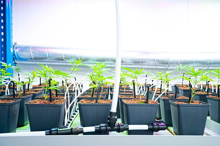 Junge Cannabispflanzen unter Kunstlicht