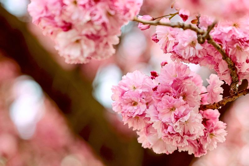 Japan mit Van – Tipps und Tricks?