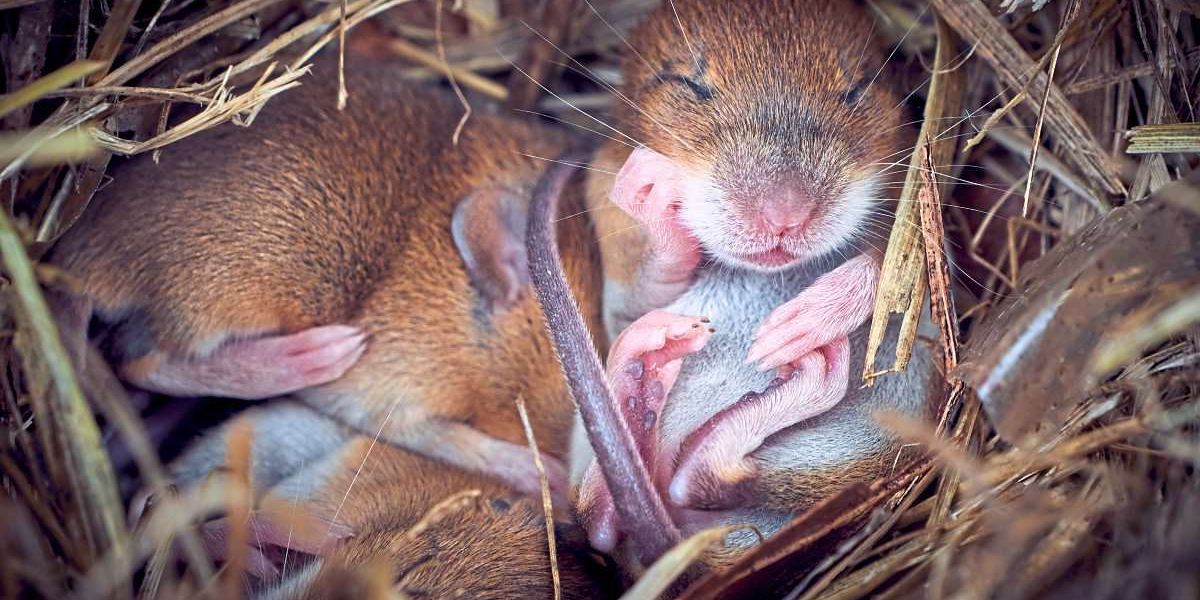 Ultraschallpulse schicken Mäuse auf Knopfdruck in Kälteschlaf - Natur -   › Wissen und Gesellschaft