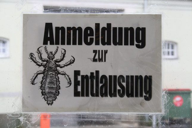 Woran Erkennt Man Ob Nissen Tot Sind "Nissen sind nicht das Problem" - Erkrankungen & Therapie - derStandard