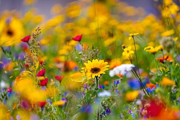 Foto: imago/Arnulf Hettrich