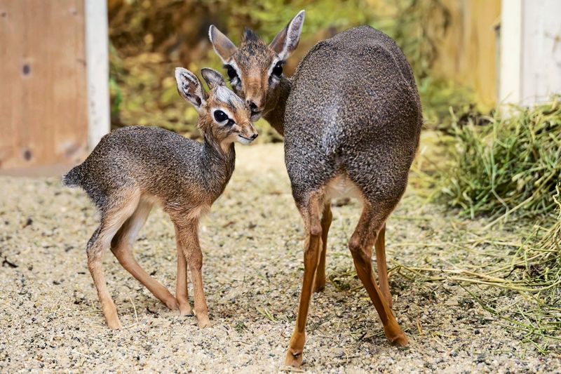 Neue Kirk-Dikdiks: Nachwuchs bei kleinsten Antilopen Afrikas in Wien