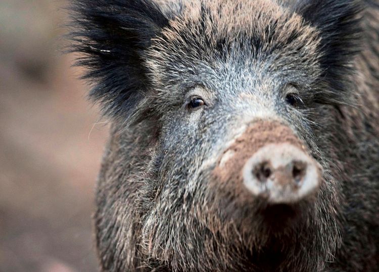 Ein Wildschwein blickt aus einem Gehege direkt in die Kamera. Der Vordergrund fokussiert auf das Gesicht des Tieres, während der Hintergrund unscharf ist.