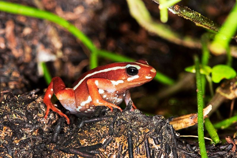 Epibatidin: Das Froschgift, mit dem Nawalny wohl getötet wurde