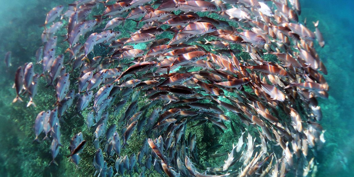 Ausgezeichnete Tierfotografie: Fische in Formation und mörderische Wespen - Vimarsana News
