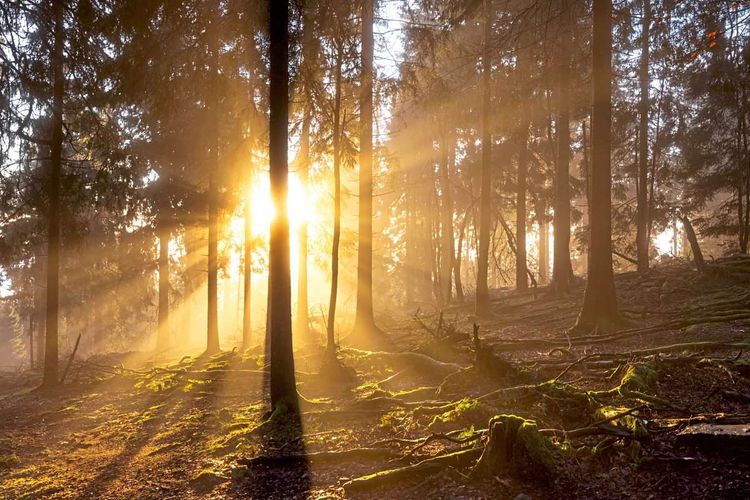 Morgensonne in einem Wald in Hessen, Deutschland