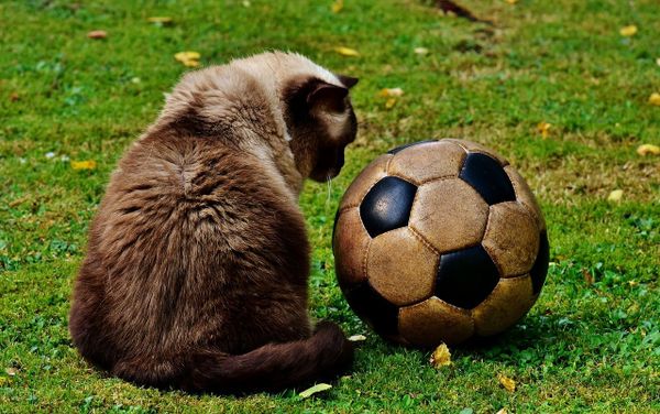 Fu-ball-Forum-Start-der-Frauen-Europameisterschaft-2025
