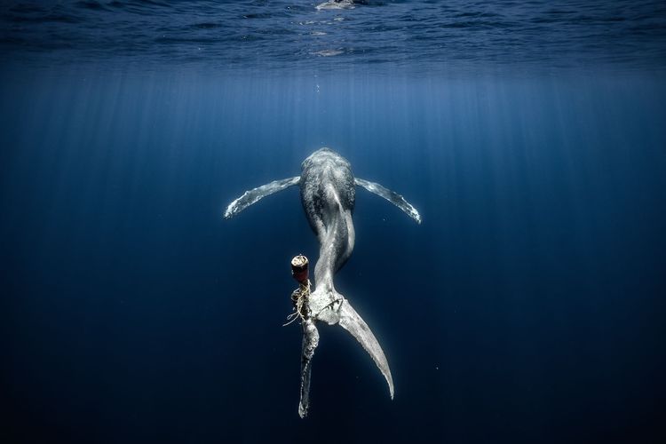 Dritter Platz: Ein Buckelwal stirbt einen langsamen und schmerzhaften Tod, nachdem er sich in Seilen und Bojen verheddert hat und sein Schwanz völlig nutzlos geworden ist. 