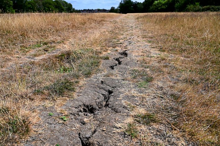 Eine vertrocknete Parklandschaft mit gelblichem Gras und rissigem Boden, verursacht durch anhaltende Hitze und Trockenheit in London. Im Hintergrund sind Bäume und vereinzelte Gebäude zu sehen.