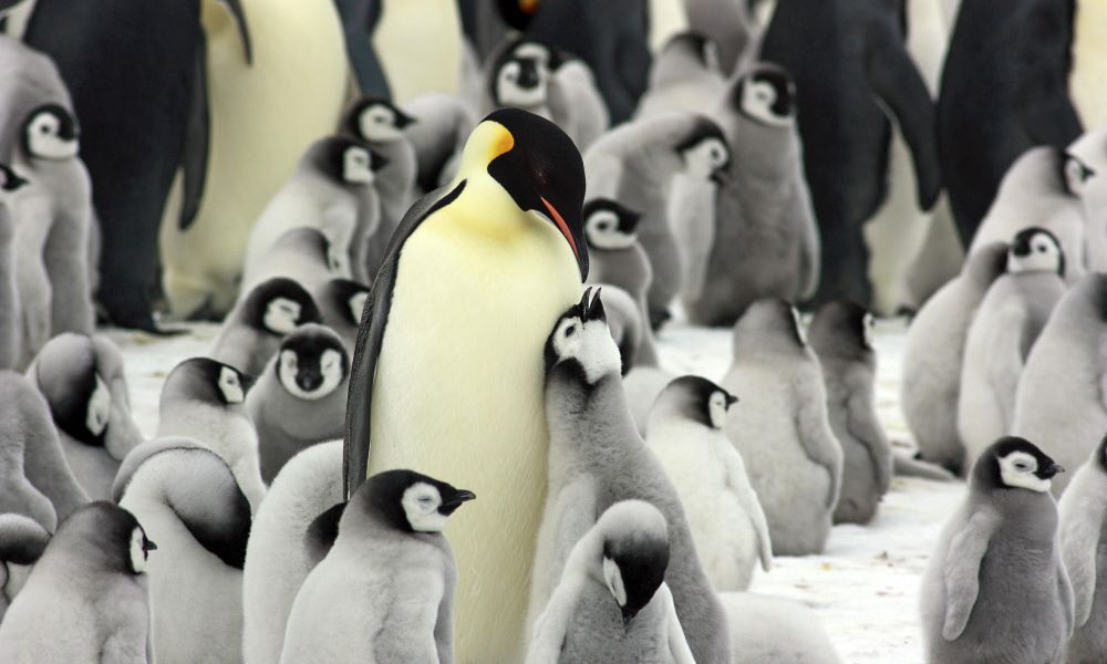 Warum Pinguine bedrohter sind als gedacht