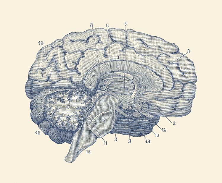 Alte anatomische Zeichnung des Gehirns.