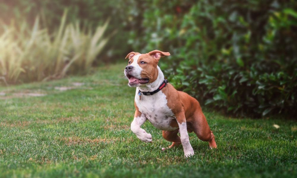 Fachleute fordern nach tödlicher Hundeattacke Ausweitung der Leinen- und Beißkorbpflicht