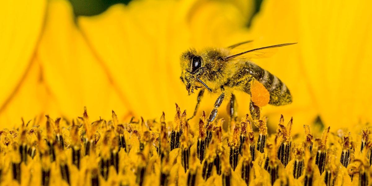 In Kärnten müssen reinrassige Bienen helle Farbe haben