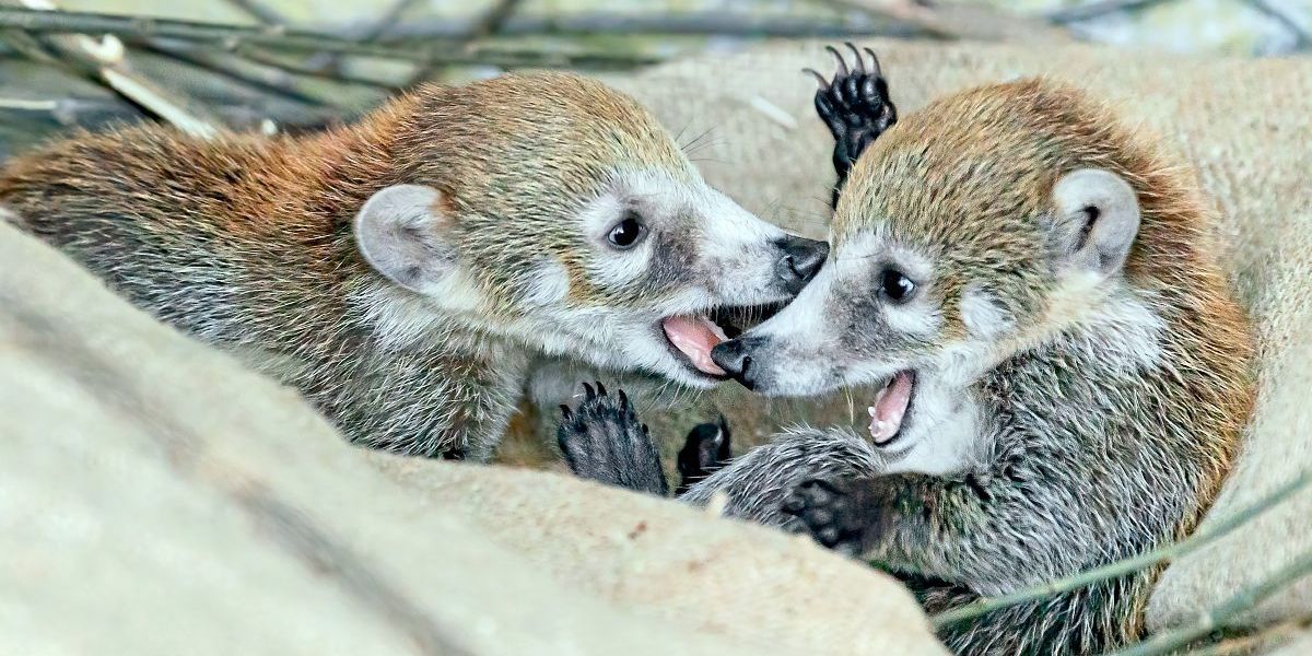 Erneut Nasenbären-Zwillinge im Schönbrunner Zoo geboren