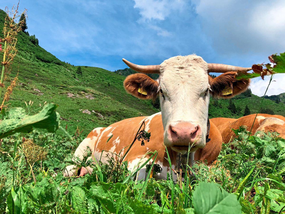Österreich mit größtem Anteil an Bioflächen in der EU - Umwelt & Klima