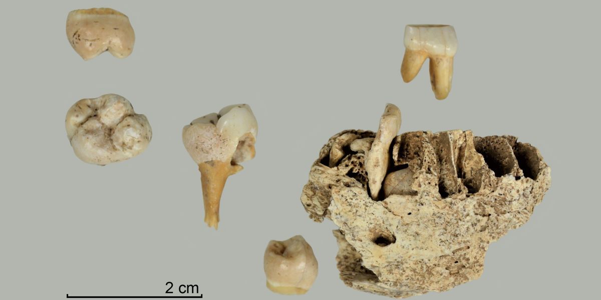 Höhle in Deutschland gibt 12.000 Jahre alte Zähne eines Steinzeit-Kindes preis
