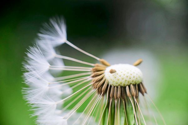 R-tsel-gel-st-wie-sich-eine-Pusteblume-am-leichtesten-abpusten-l-sst