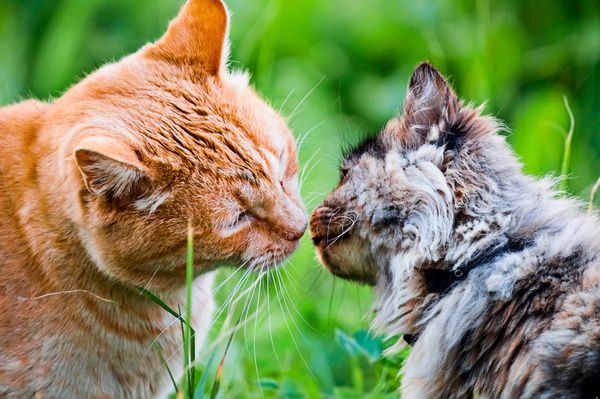 Katze-vermisst-Eure-Erfahrung-mit-Tiersuche