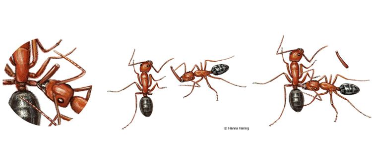 Wundversorgung bei Camponotus floridanus