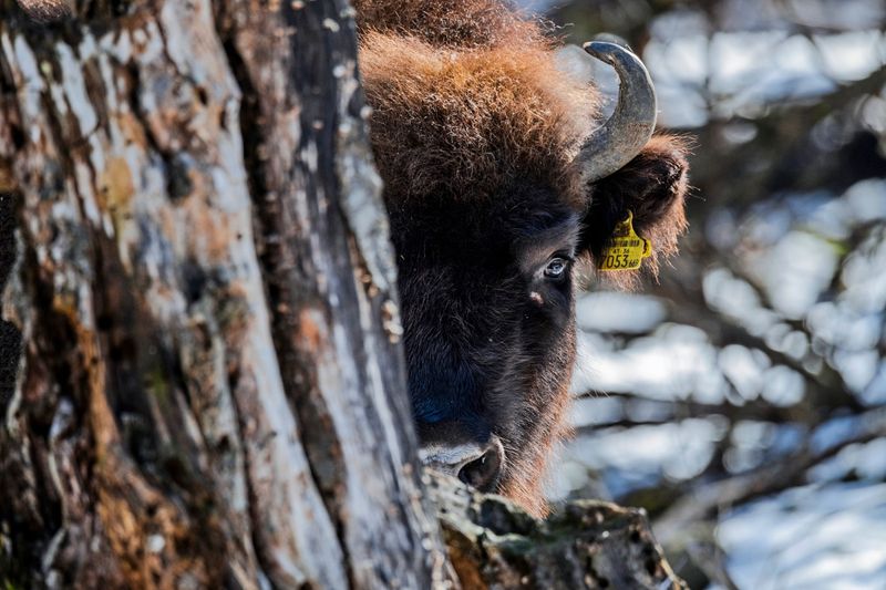 Hundert Jahre nach seiner Ausrottung feiert das Europäische Bison ein Comeback