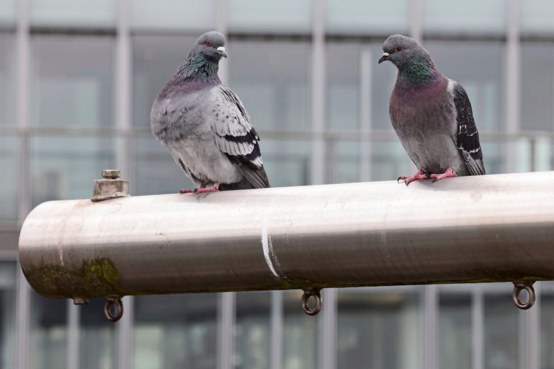 Wie man kotende Tauben vom Fensterbankerl eigenhändig vertreibt