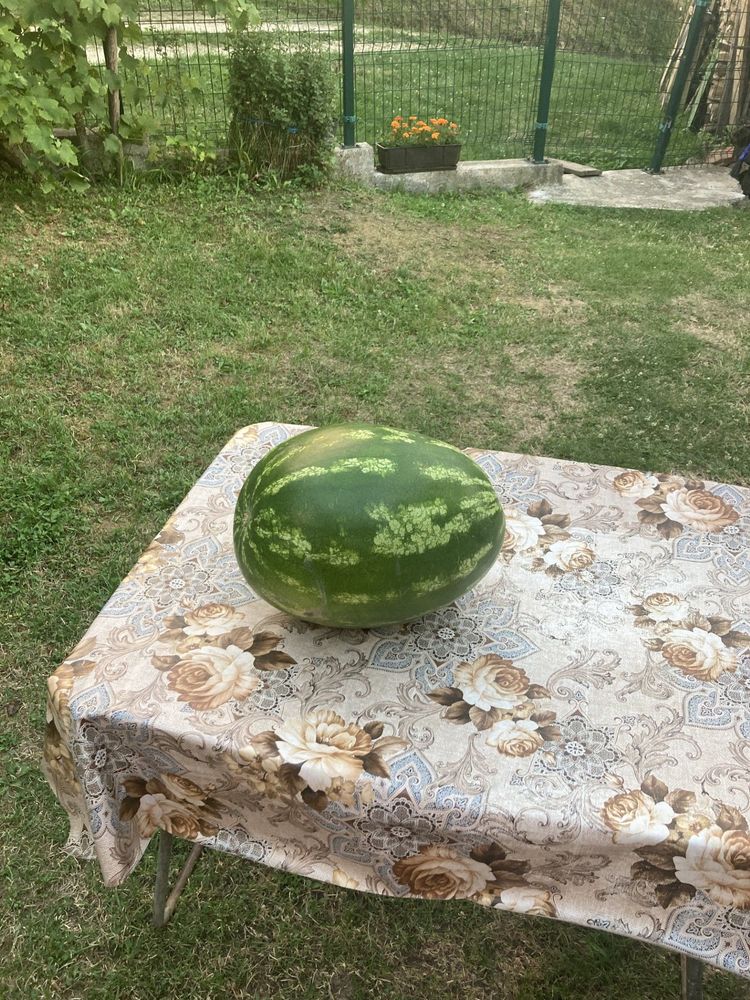 Wassermelone im Balkan-Urlaub
