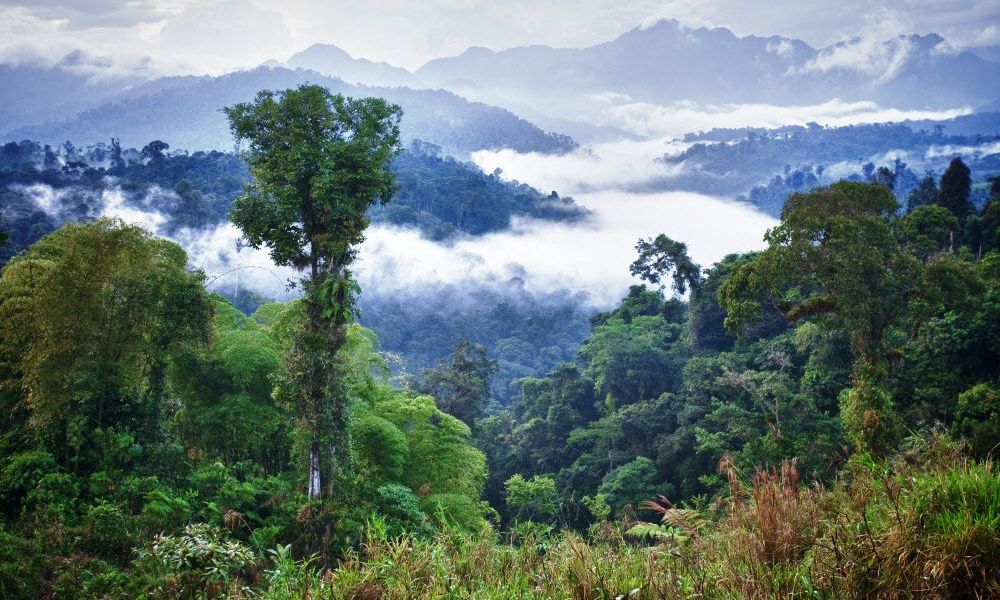 Wegen Dürren konnte tropischer Regenwald weniger CO2 speichern