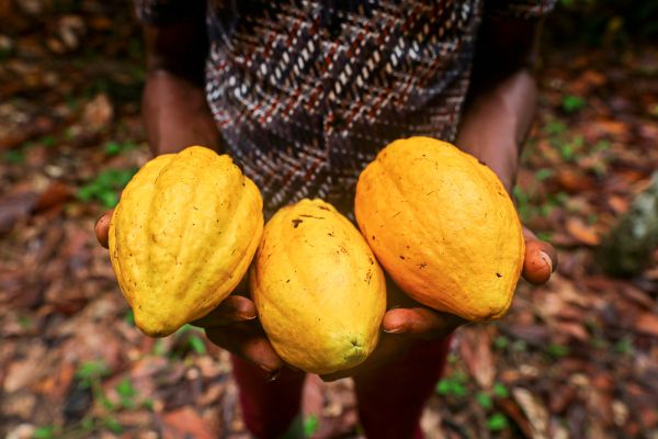H-here-Kakaopreise-kommen-laut-Fairtrade-bei-Bauern-in-Westafrika-an
