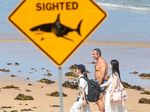 Mann bei Hai-Angriff in Urlaubsregion im Westen Australiens getötet b1d4314d f7e7 4e16 9564 5b1dc448e618