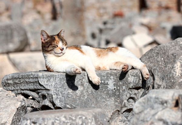 Antike-Katze-aus-Nieder-sterreich-schreibt-Geschichte-der-Hauskatze-um