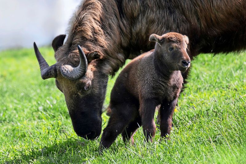 Weibchen einer gefährdeten Ziegenart aus Himalaja im Zoo Schmiding geboren