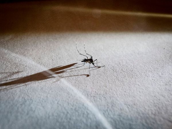 Insektenstichheiler-im-Test-Wie-gut-sind-sie-wirklich-