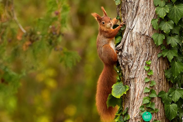 Eichhörnchen klettert Baum hinauf.