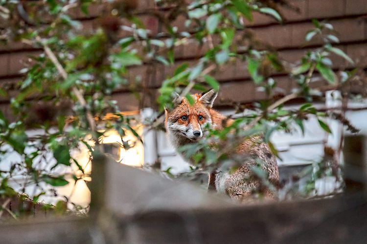 Fuchs auf einem Gartenzaun